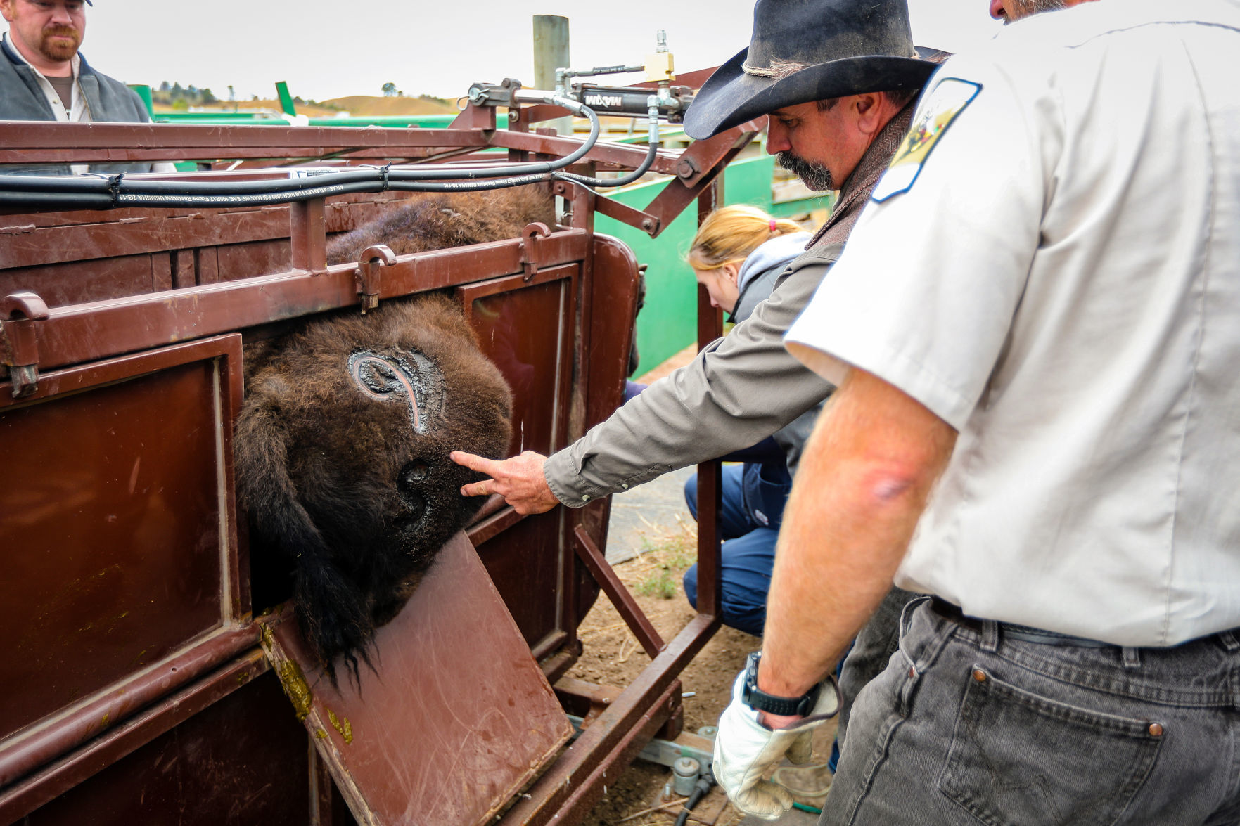 54th Annual Buffalo Roundup at Custer State Park